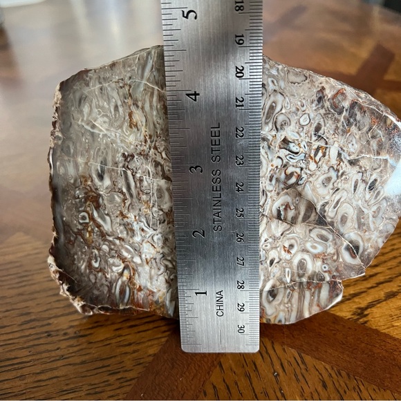 Rare Petrified Palm Root Fossil Stone California Home Decor Display Rock - Picture 9 of 15